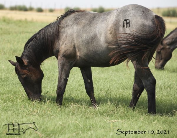 Blue Whip Topping's 2020 Blue Roan Colt